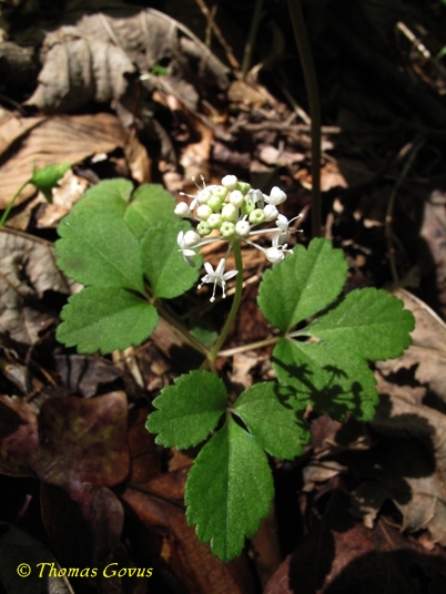 {Panax trifolius}